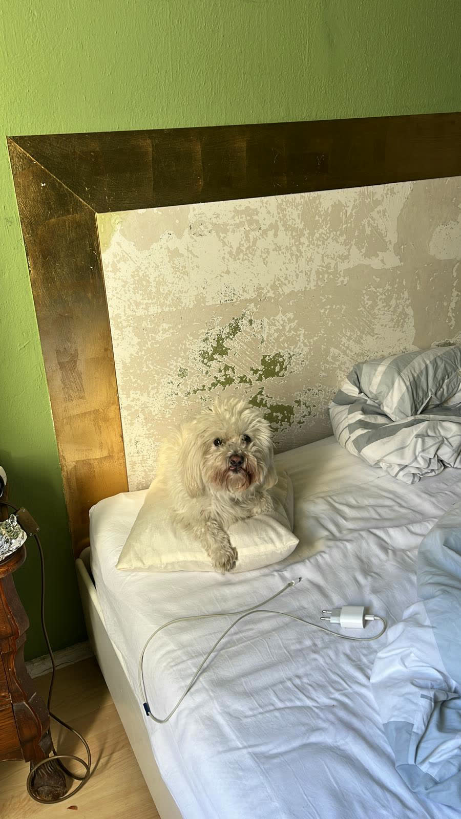 Der bewohnte Raum, ein kleiner heller Hund liegt auf dem Bett vor dem vergoldeten Kopfteil